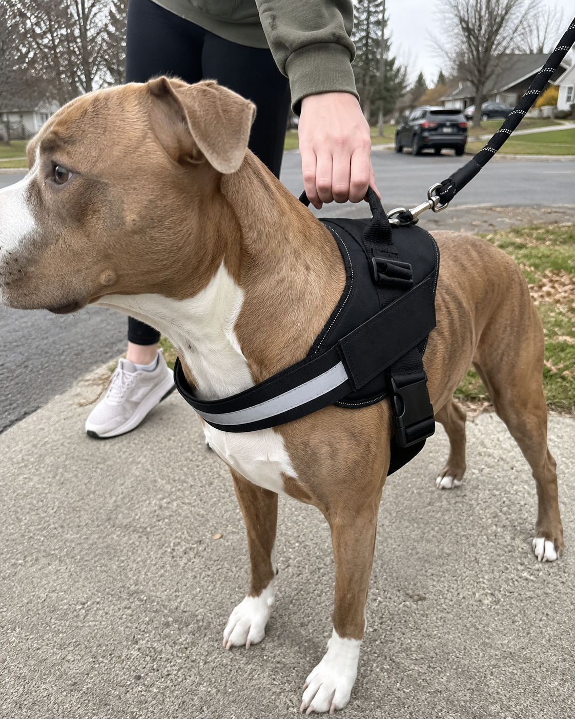 Person gripping the built-in top handle while the leash stays clipped to the harness