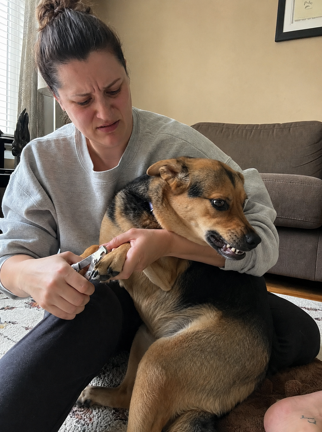 A dog stressed and resisting while being trimmed with clippers