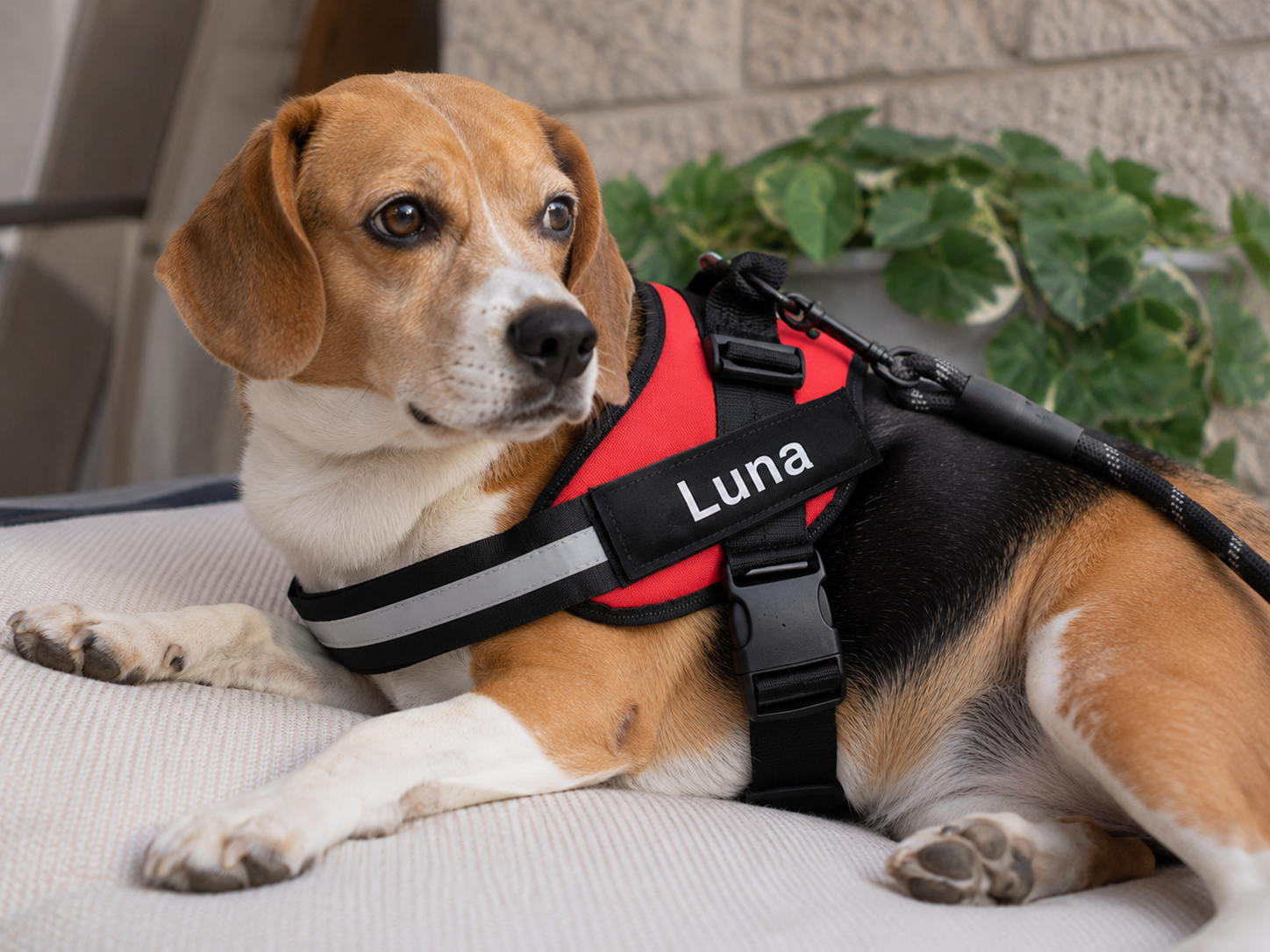 Dog resting in a red personalized harness