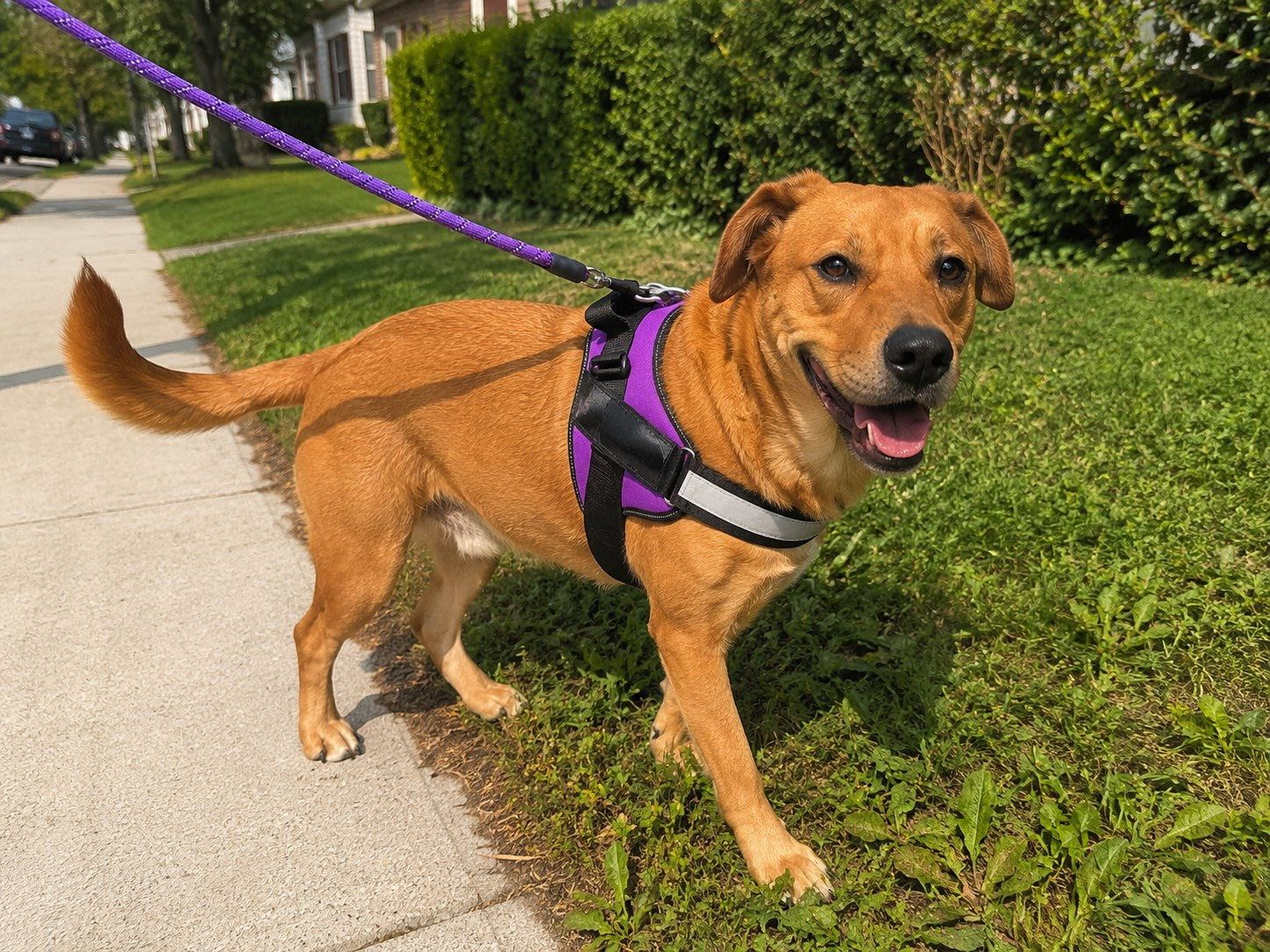 Happy dog outside on a sunny walk wearing a purple harness