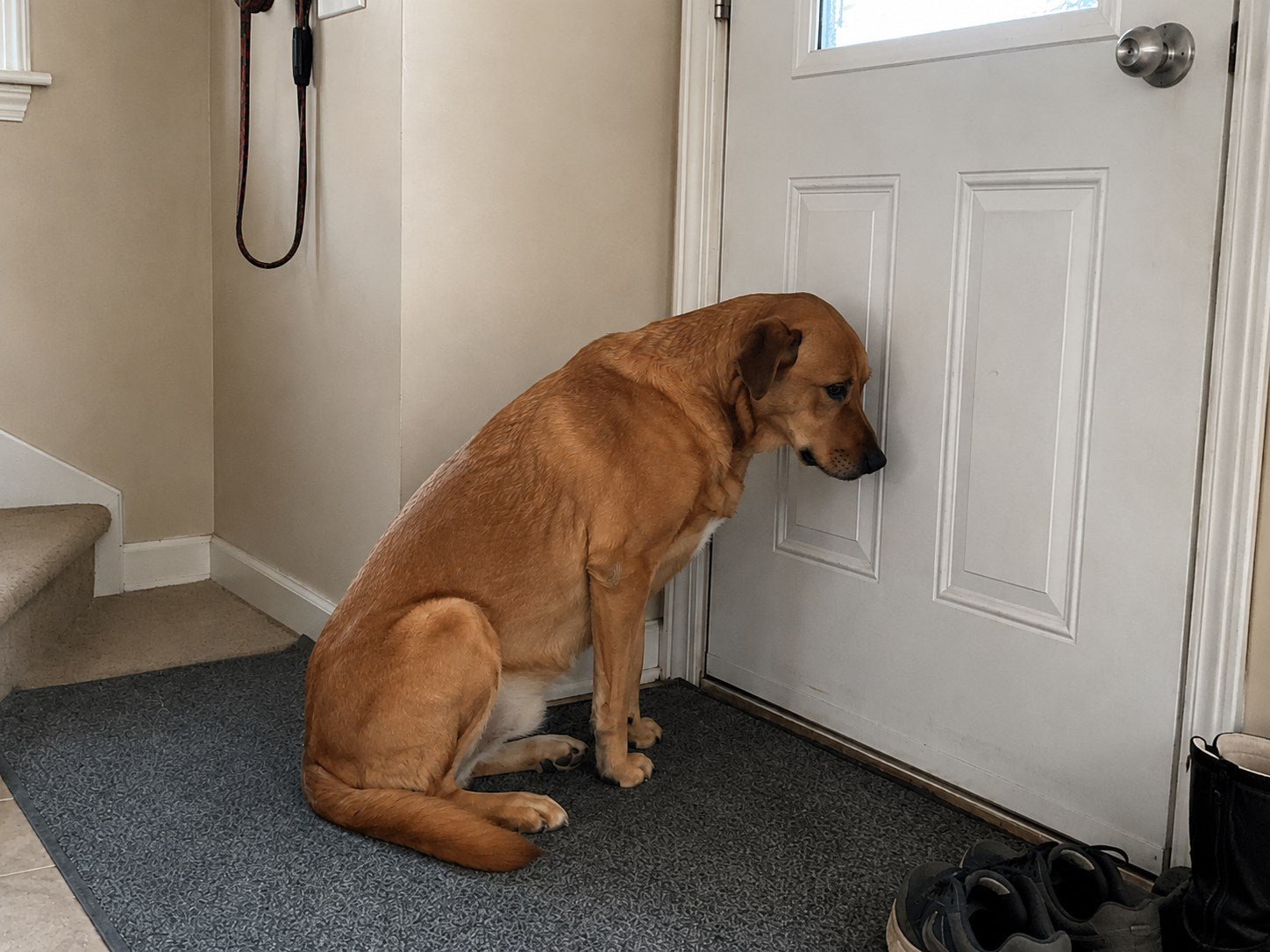 Dog waiting sadly beside the front door with a leash hanging nearby