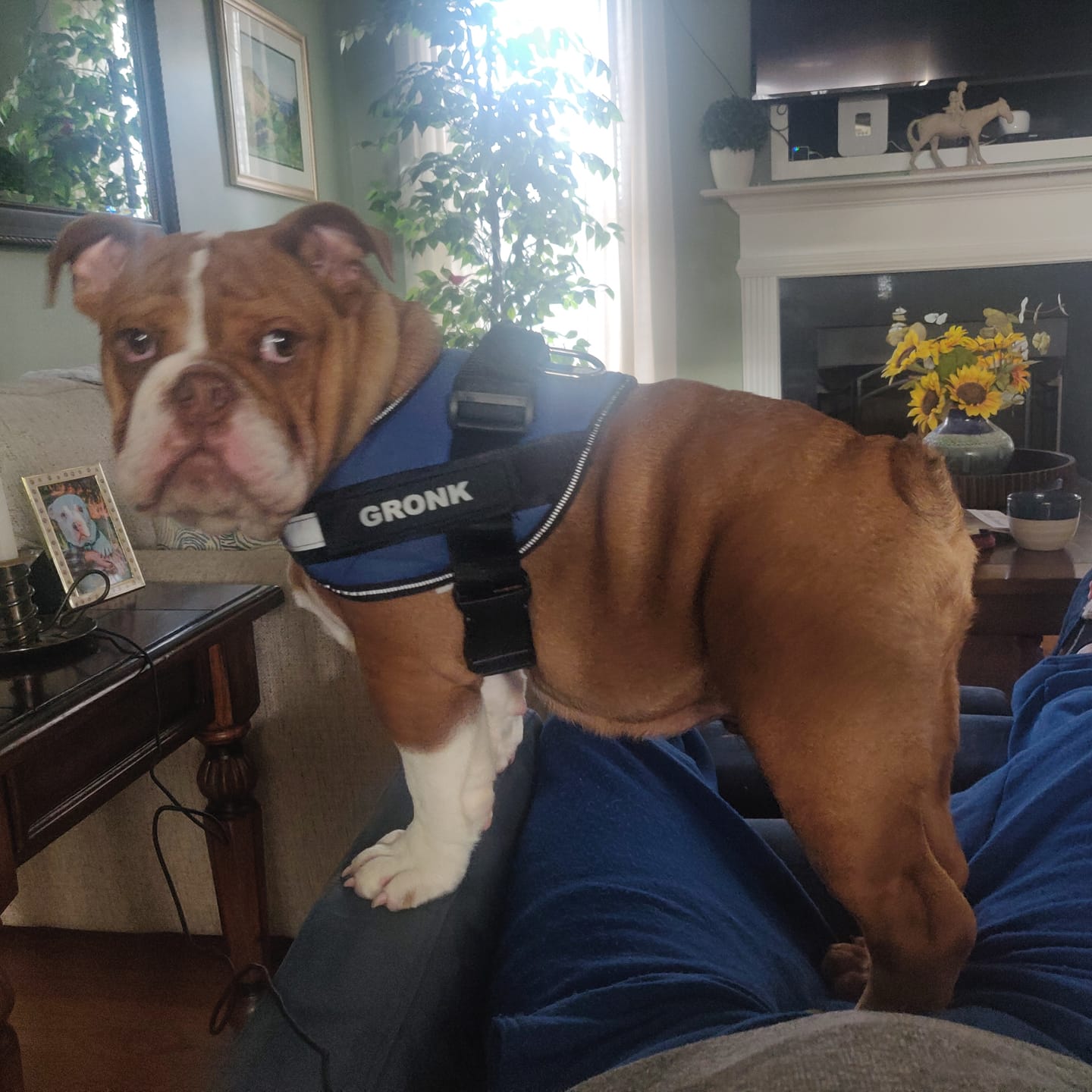 Gronk wearing a blue personalized harness indoors
