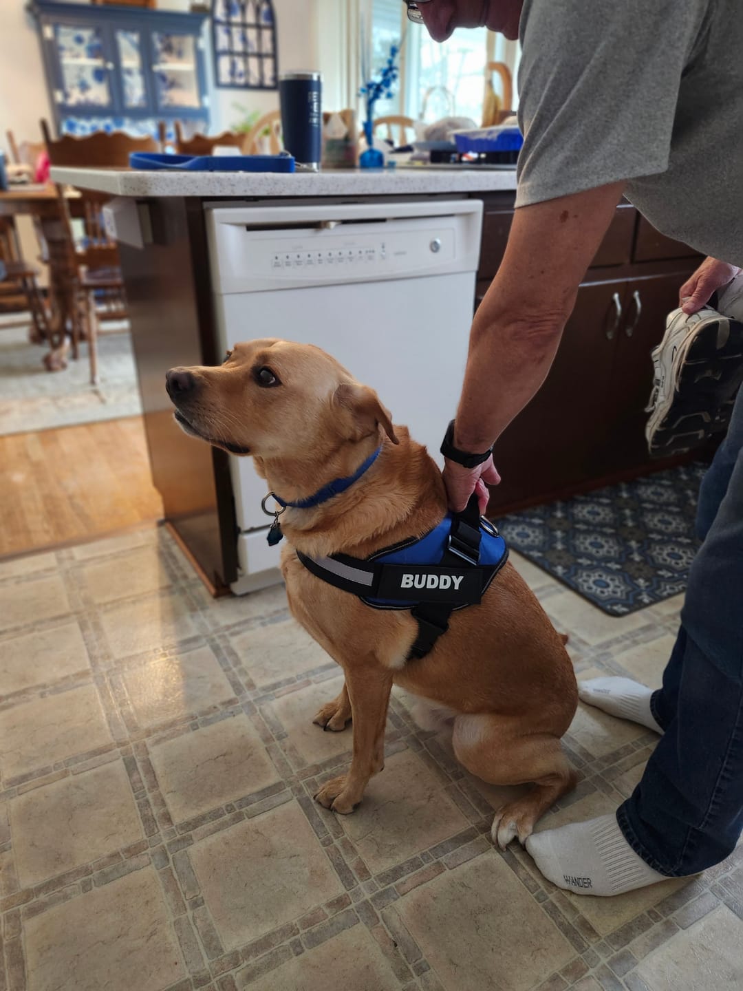 Buddy wearing a blue personalized harness while his owner fastens it