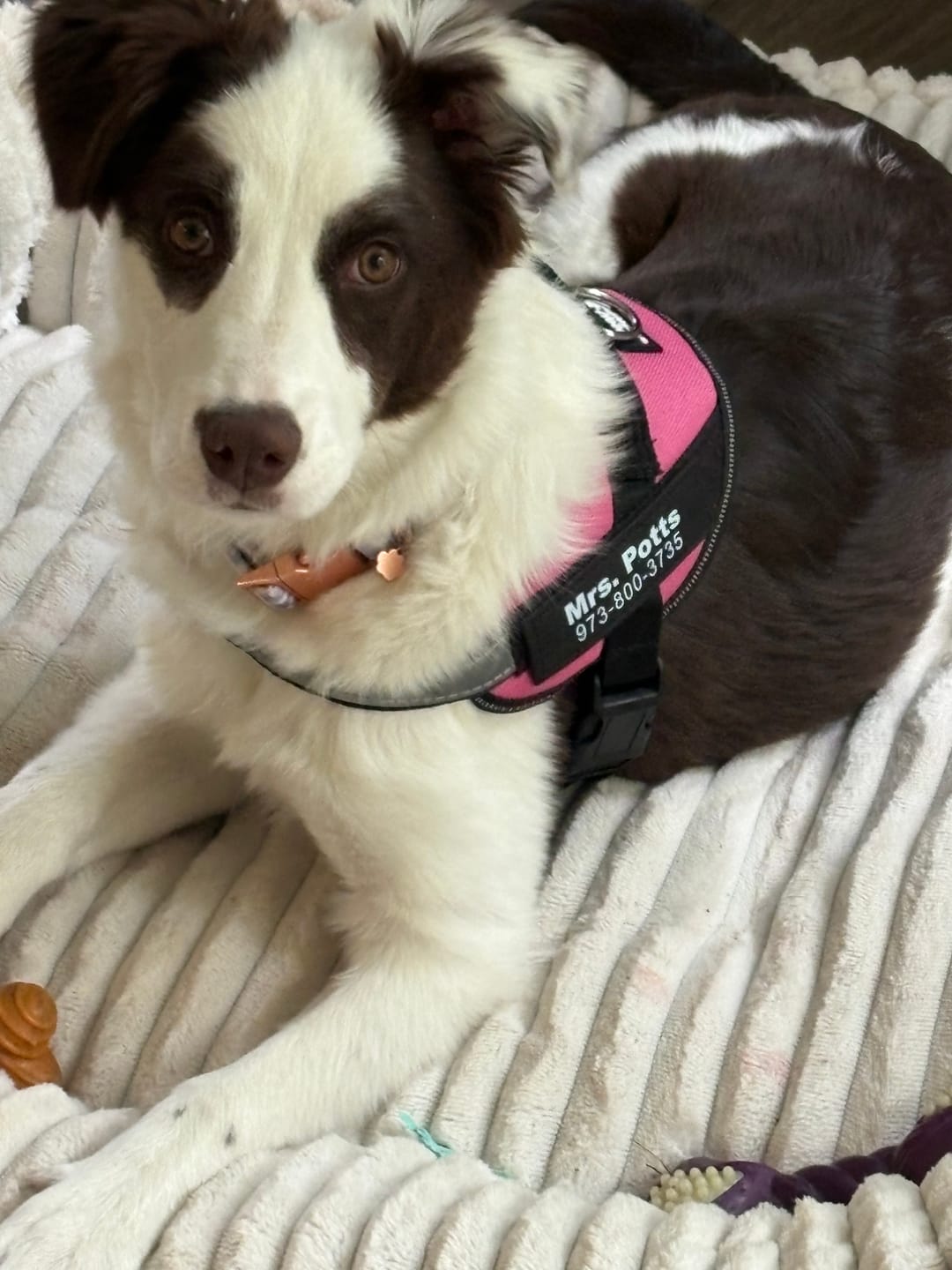 Potts wearing a pink personalized harness while resting on a blanket