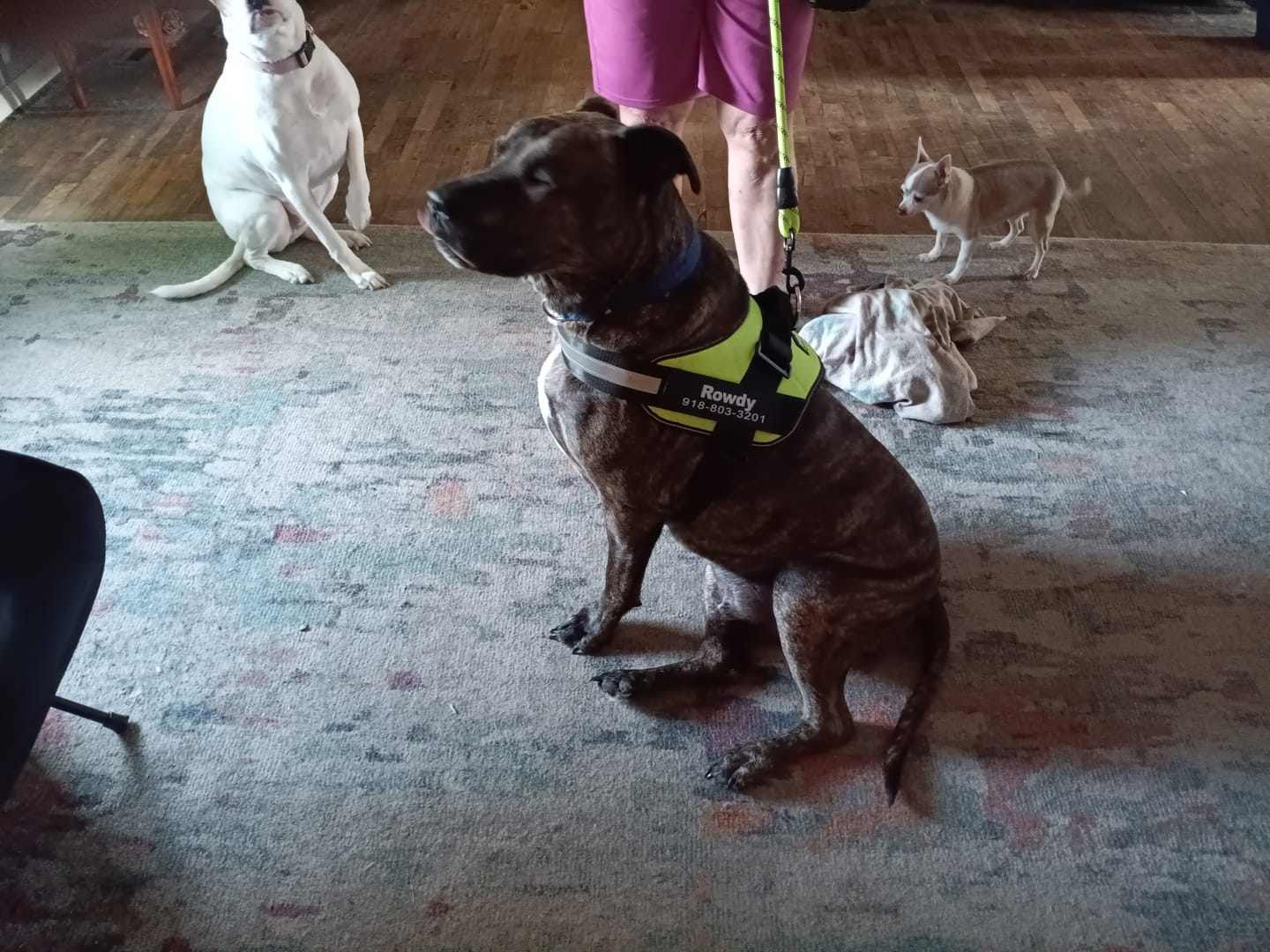 Rowdy wearing a green personalized harness indoors