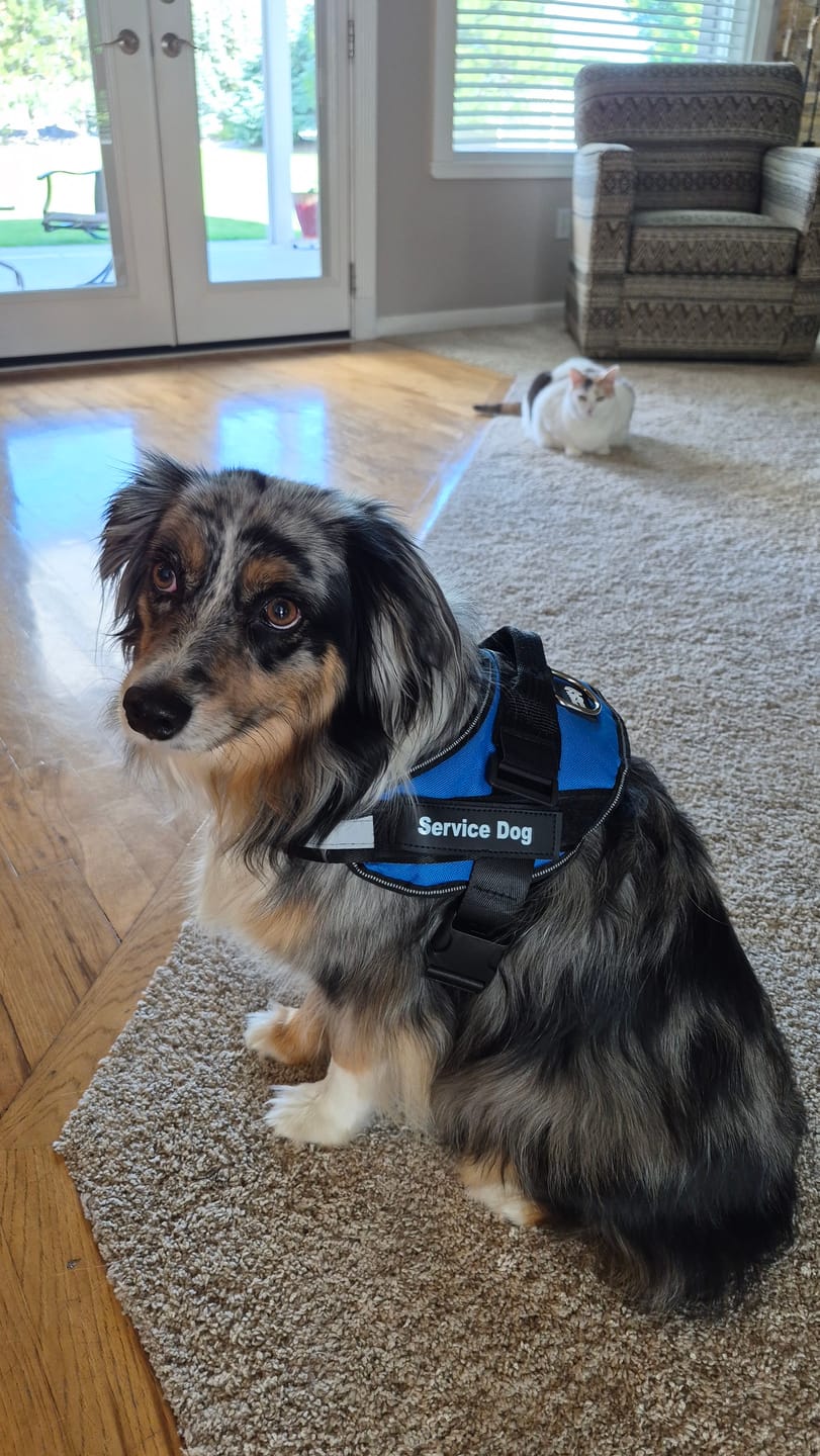 A mini Aussie wearing a blue personalized harness indoors