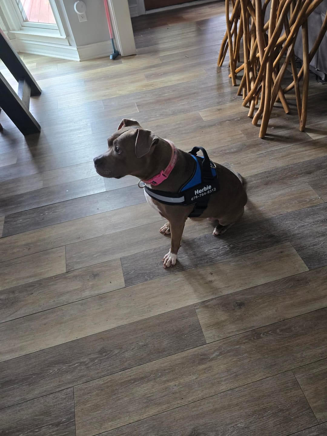 Herbie wearing a blue personalized harness indoors