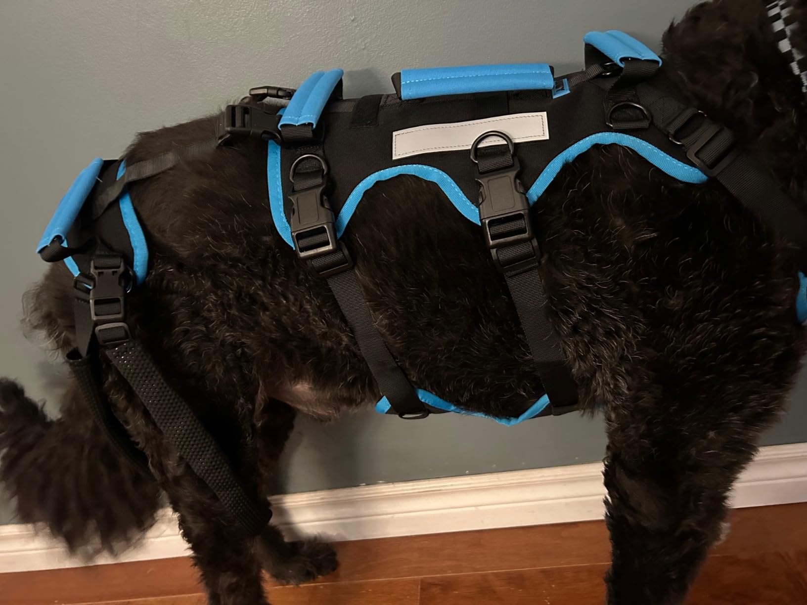 Declan’s Labrador-setter mix wearing the support harness indoors
