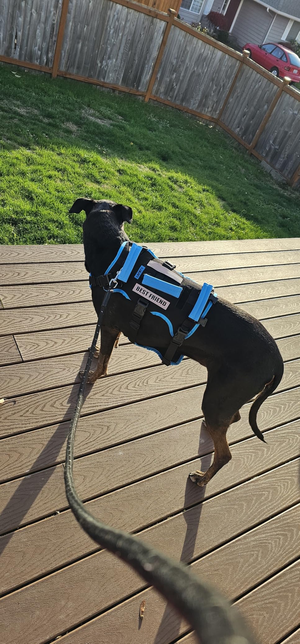 Jeanette's customer photo of her Doberman wearing the harness outdoors