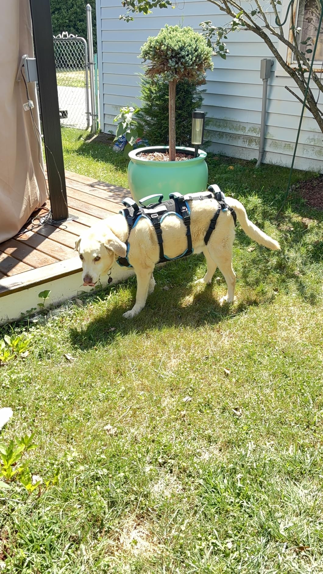Mariela V.’s dog wearing the support harness outdoors in the yard