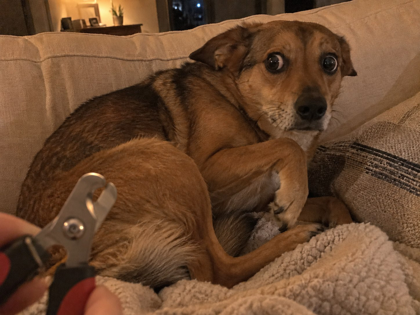 Wary dog pulling its paw away from nail clippers