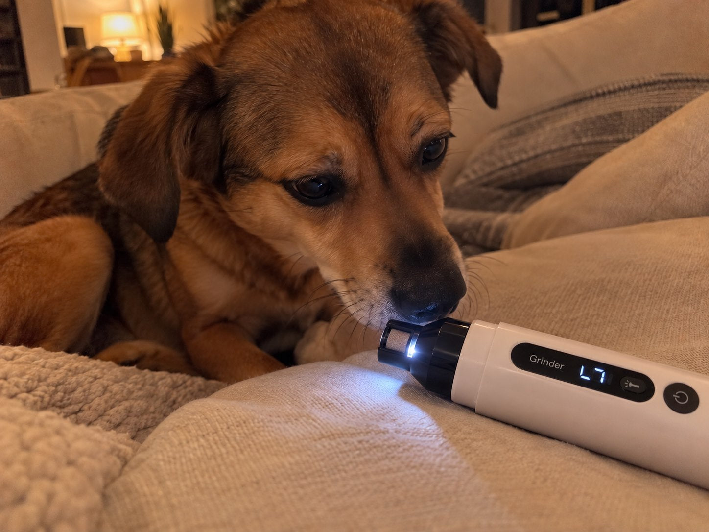 Calm dog sitting beside a nail grinder on a couch